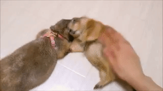 32df0e55f9f8764988d818b8cadccbdf_1669303446_3646.gif