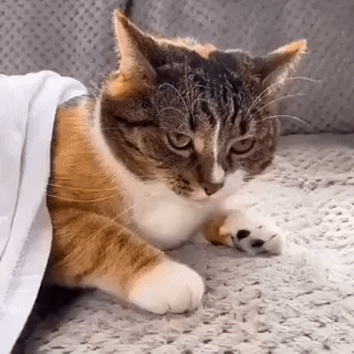 32df0e55f9f8764988d818b8cadccbdf_1670080665_2344.gif