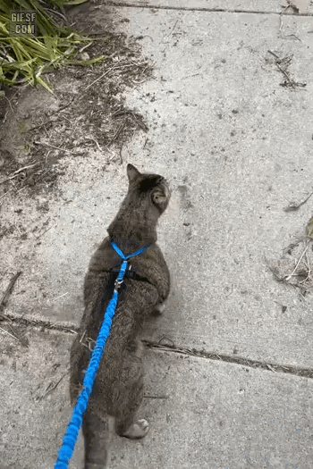 32df0e55f9f8764988d818b8cadccbdf_1670342374_6159.gif