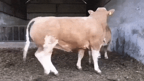32df0e55f9f8764988d818b8cadccbdf_1670686994_8819.gif