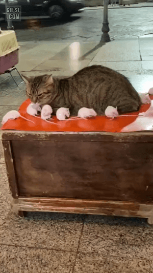 32df0e55f9f8764988d818b8cadccbdf_1671033819_2799.gif