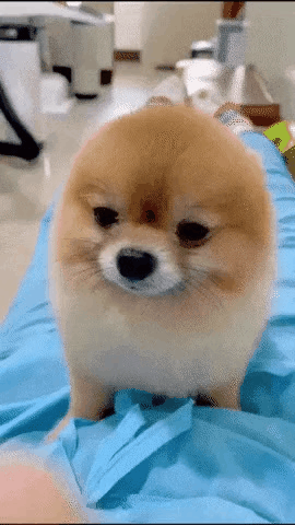 32df0e55f9f8764988d818b8cadccbdf_1673121043_4769.gif